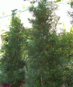 Brighter Blooms Fern Pine Tree Evergreen & Privacy