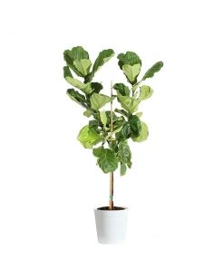 Brighter Blooms SHOP ALL Fiddle-Leaf Fig Tree