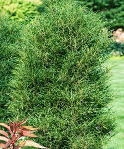 Brighter Blooms Fine Line® Buckthorn Standard Tree