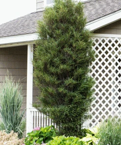 Brighter Blooms Fine Line® Buckthorn Standard Tree 6 Brighter Blooms Fine Line® Buckthorn Standard Tree