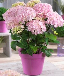 Brighter Blooms Flamingo Hydrangea Shrub