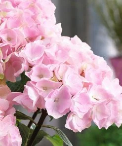 Brighter Blooms Flamingo Hydrangea Shrub