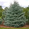 Brighter Blooms Fat Albert Colorado Blue Spruce Evergreen & Privacy