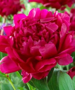 Brighter Blooms Felix Crousse Peony Perennials