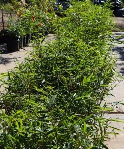 Brighter Blooms Fernleaf Bamboo Arborvitae Trees