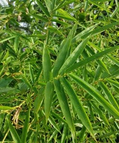 Brighter Blooms Fernleaf Bamboo Arborvitae Trees