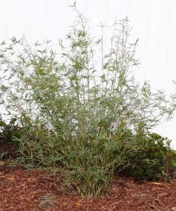Brighter Blooms Fernleaf Bamboo Arborvitae Trees