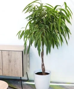 Brighter Blooms Ficus Alii Braid Plant