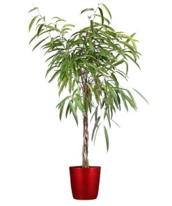 Brighter Blooms Ficus Alii Braid Plant