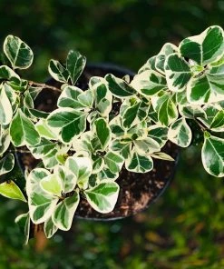 Brighter Blooms SHOP ALL Ficus Triangularis