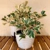Brighter Blooms SHOP ALL Ficus Triangularis