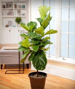Brighter Blooms SHOP ALL Fiddle-Leaf Fig Tree