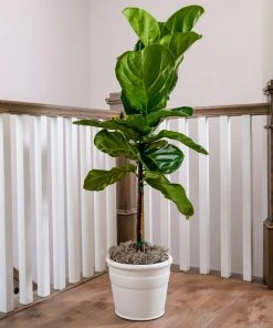 Brighter Blooms SHOP ALL Fiddle-Leaf Fig Tree