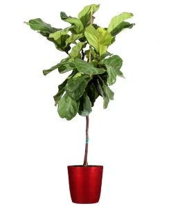 Brighter Blooms SHOP ALL Fiddle-Leaf Fig Tree