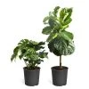 Brighter Blooms Monstera Deliciosa And Fiddle Leaf Fig Combo House & Patio