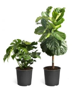 Brighter Blooms Monstera Deliciosa And Fiddle Leaf Fig Combo House & Patio