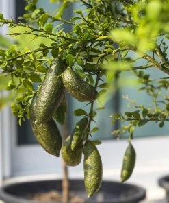 Brighter Blooms New Trees Australian Finger Lime Tree