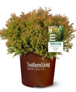 Brighter Blooms Fire Chief™ Thuja Shrub Evergreen & Privacy