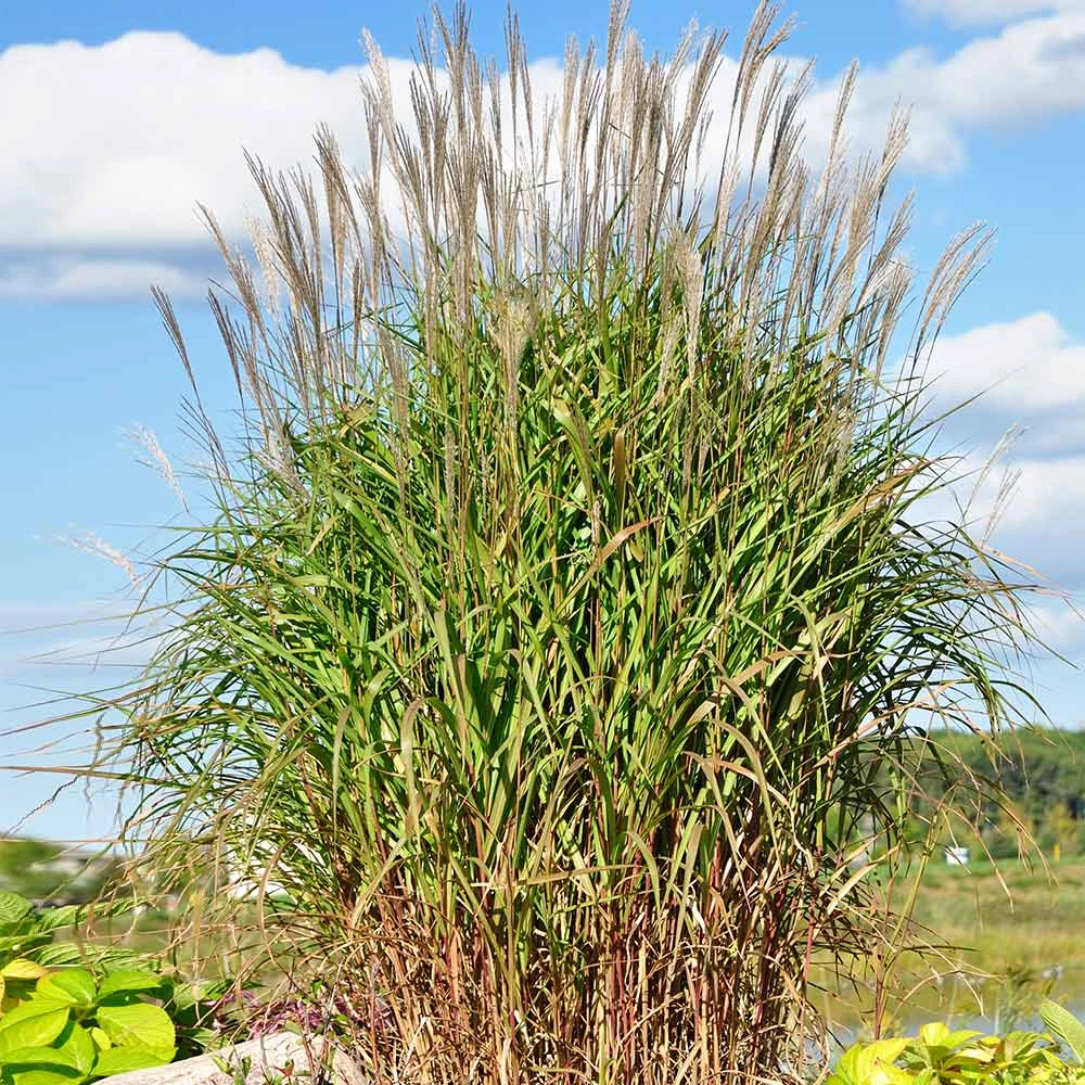 Brighter Blooms Flame Grass Ornamental Grasses 4 Brighter Blooms Flame Grass Ornamental Grasses