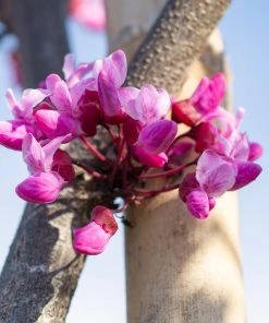 Brighter Blooms Flame Thrower® Redbud Tree