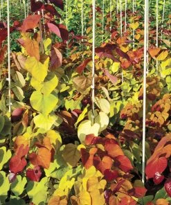 Brighter Blooms Flame Thrower® Redbud Tree