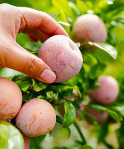 Brighter Blooms Fruit Trees Flavor King® Pluot Tree