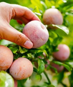 Brighter Blooms Fruit Trees Flavor King® Pluot Tree