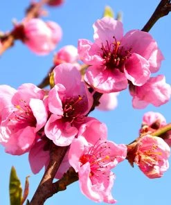 Brighter Blooms Flavortop Nectarine Tree Fruit Trees 7 Brighter Blooms Flavortop Nectarine Tree Fruit Trees