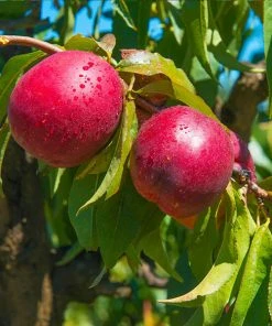 Brighter Blooms Flavortop Nectarine Tree Fruit Trees