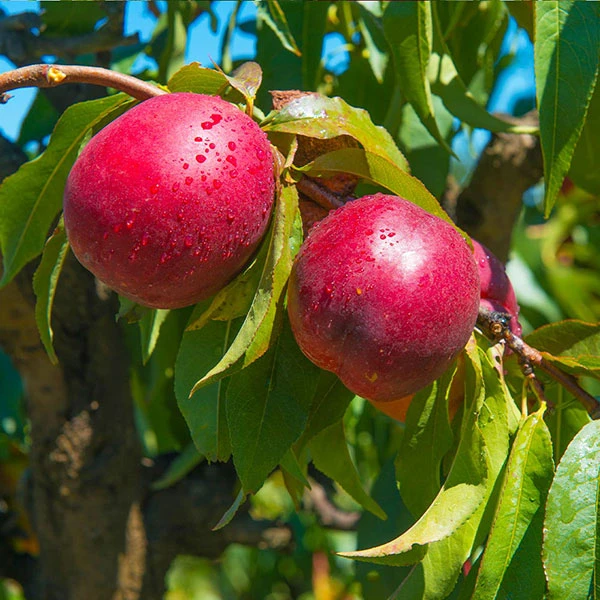 Brighter Blooms Flavortop Nectarine Tree Fruit Trees 1 Brighter Blooms Flavortop Nectarine Tree Fruit Trees