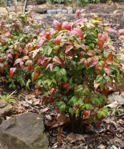 Brighter Blooms Shrubs & Hedges Flirt™ Nandina Bush