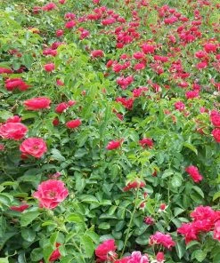 NO WARRANTY Flower Carpet Red Rose Disease Resistant