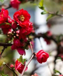 Brighter Blooms Red Flowering Quince Tree 6 Brighter Blooms Red Flowering Quince Tree