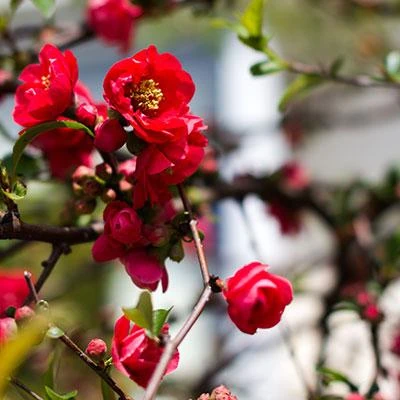Brighter Blooms Red Flowering Quince Tree 3 Brighter Blooms Red Flowering Quince Tree