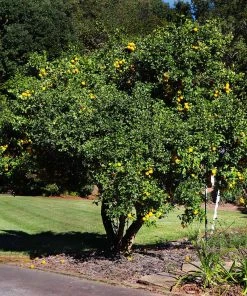 Brighter Blooms Fruit Trees Hardy Orange Tree 'Flying Dragon'