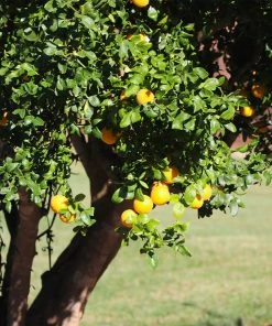 Brighter Blooms Fruit Trees Hardy Orange Tree 'Flying Dragon'