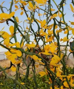 Brighter Blooms Fruit Trees Hardy Orange Tree 'Flying Dragon'