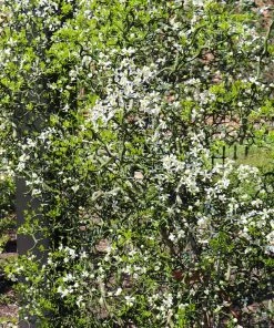 Brighter Blooms Fruit Trees Hardy Orange Tree 'Flying Dragon'