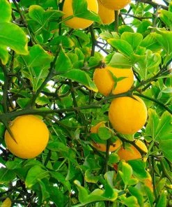 Brighter Blooms Fruit Trees Hardy Orange Tree 'Flying Dragon'