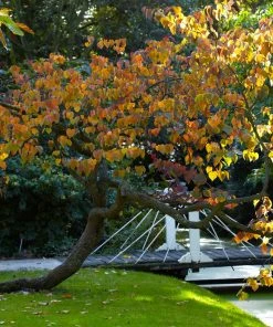 Brighter Blooms Forest Pansy Redbud Tree Flowering Trees