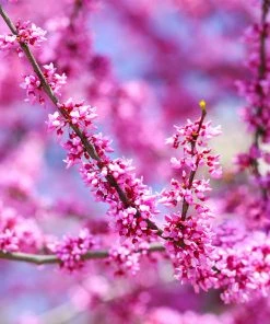 Brighter Blooms Forest Pansy Redbud Tree Flowering Trees