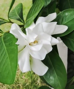 BrighterBlooms.com Four Seasons Gardenia Shrub SHOP ALL