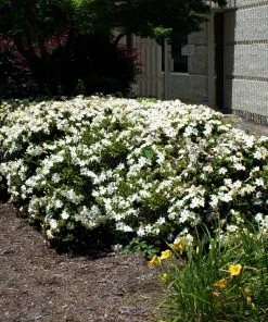 BrighterBlooms.com Four Seasons Gardenia Shrub SHOP ALL