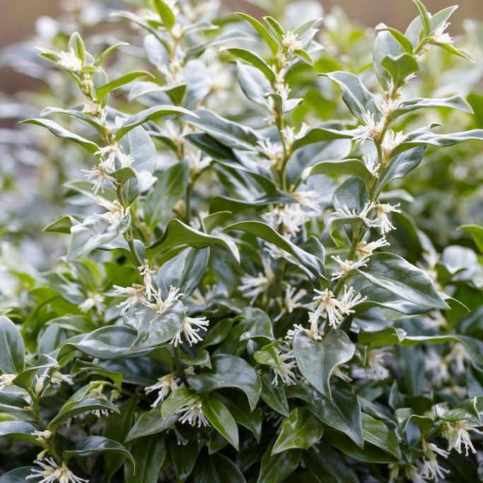 Brighter Blooms Fragrant Sweetbox Shrubs & Hedges 3 Brighter Blooms Fragrant Sweetbox Shrubs & Hedges