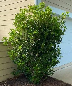 Brighter Blooms Fragrant Tea Olive Shrub Shrubs & Hedges