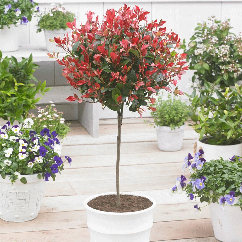 Brighter Blooms SHOP ALL Fraser Photinia Tree 2 Brighter Blooms SHOP ALL Fraser Photinia Tree