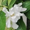 Brighter Blooms Shrubs & Hedges Frost Proof Gardenia Shrub