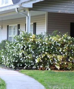 Brighter Blooms Shrubs & Hedges Frost Proof Gardenia Shrub