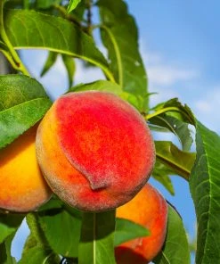 Brighter Blooms Fruit Trees Frost Proof Peach Tree