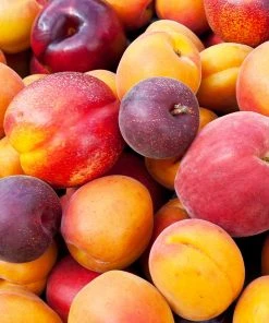 BrighterBlooms.com Fruit Cocktail Tree